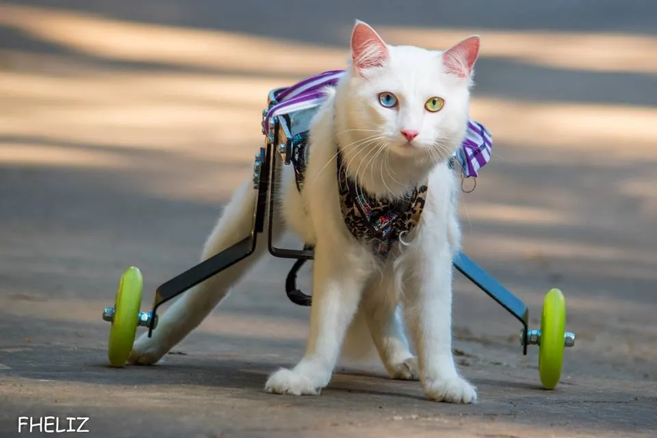 Paçoca, o Gatto por trás da campanha pela liberação do transporte público aos animais
