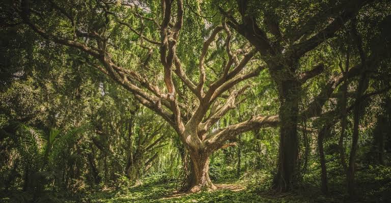 Terapia Transgeracional: Um Caminho para ressignificar as heranças emocionais de nossos ancestrais