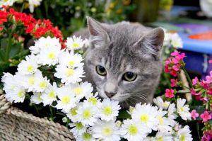 Feirinha Vegana Solidária de ONGs recebe Especial Ocupação Catland