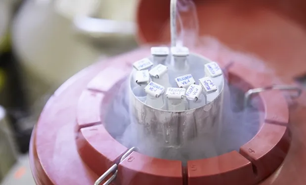 Congelamento de óvulos, saiba mais